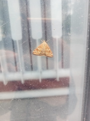 Loxostege sticticalis