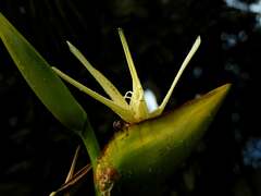 Phenakospermum guyannense