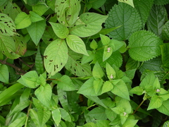 Persicaria nepalensis