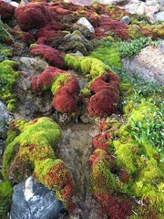 Imbribryum