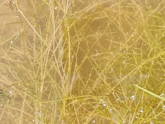 Potamogeton trichoides