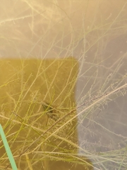 Potamogeton trichoides