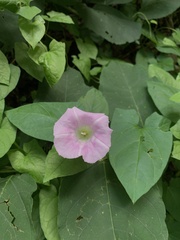 Calystegia × pulchra