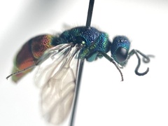Chrysis angustula