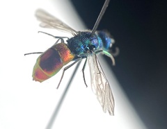 Chrysis angustula