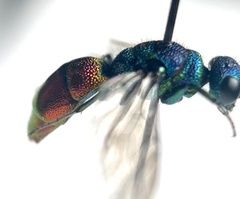 Chrysis angustula
