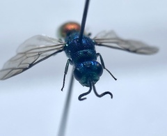 Chrysis angustula