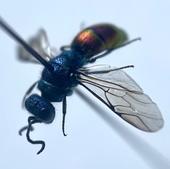 Chrysis angustula