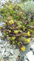 Sedum morrisonense