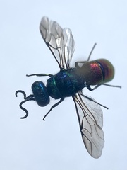 Chrysis angustula