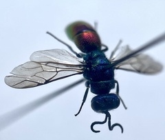 Chrysis angustula
