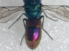 Chrysis angustula