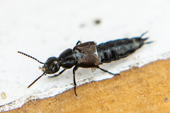 Philonthus decorus