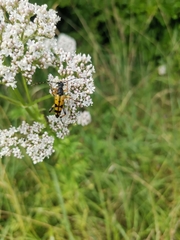 Rutpela maculata