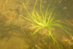 Isoetes echinospora
