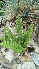Dryopteris alpestris