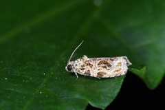 Phaecasiophora