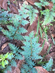 Selaginella willdenowii