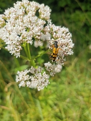 Rutpela maculata