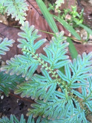 Selaginella willdenowii