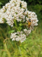 Rutpela maculata