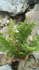 Dryopteris alpestris
