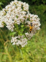 Rutpela maculata