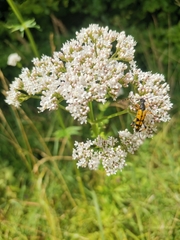 Rutpela maculata
