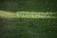 Parus major