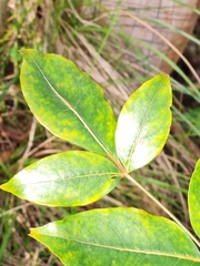 Polyscias sambucifolia