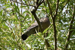 Columba palumbus
