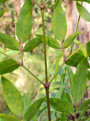 Polyscias sambucifolia