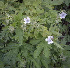 Geranium sylvaticum