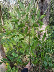 Polyscias sambucifolia