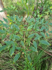 Polyscias sambucifolia