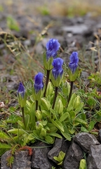 Gentianopsis detonsa