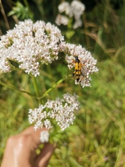 Rutpela maculata