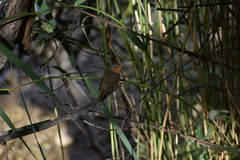 Erithacus rubecula