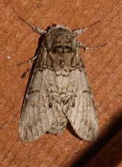 Macrurocampa marthesia