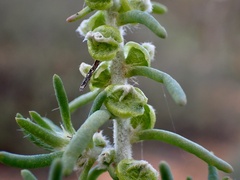 Camphorosmeae