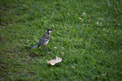 Parus major