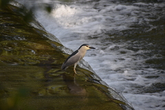 Nycticorax nycticorax