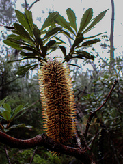 Banksia paludosa
