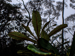 Banksia paludosa