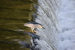 Nycticorax nycticorax