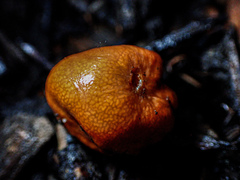 Zelleromyces