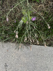 Centaurea