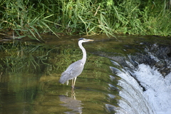 Ardea cinerea