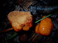 Zelleromyces