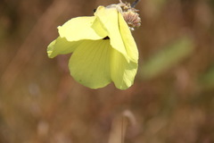 Decaschistia siamensis